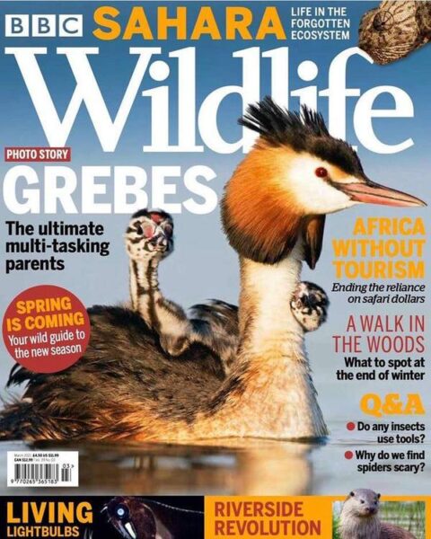 Grebes, BBC-wildlife-cover