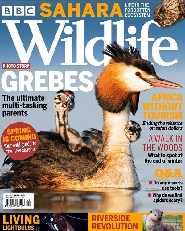 Grebes, BBC-wildlife-cover