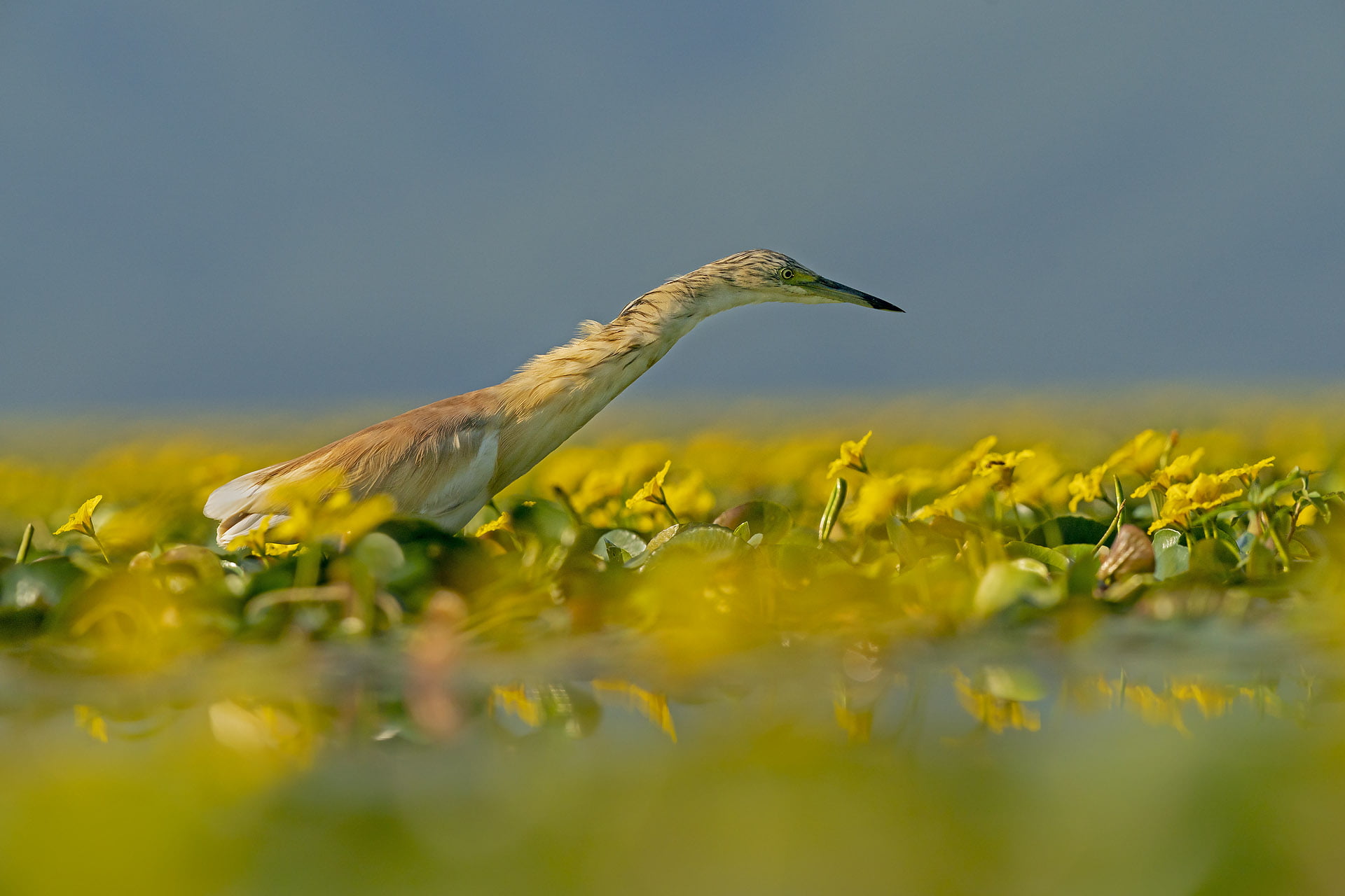 egret