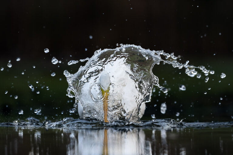 Great white egret