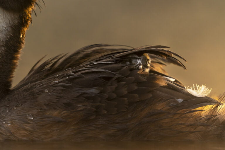 Great crested grebe