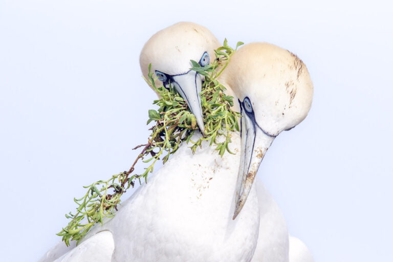 Northern Gannets