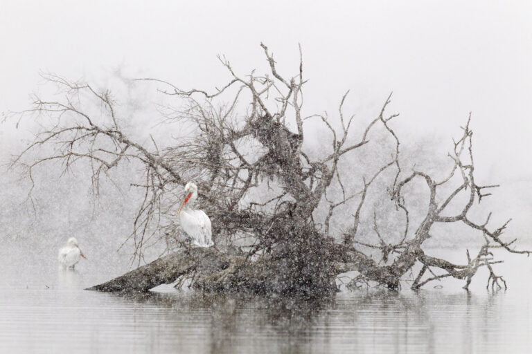 Dalmatian Pelican in heavy snowfall
